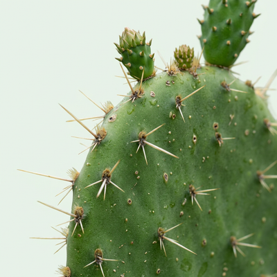 Extracto de Nopal